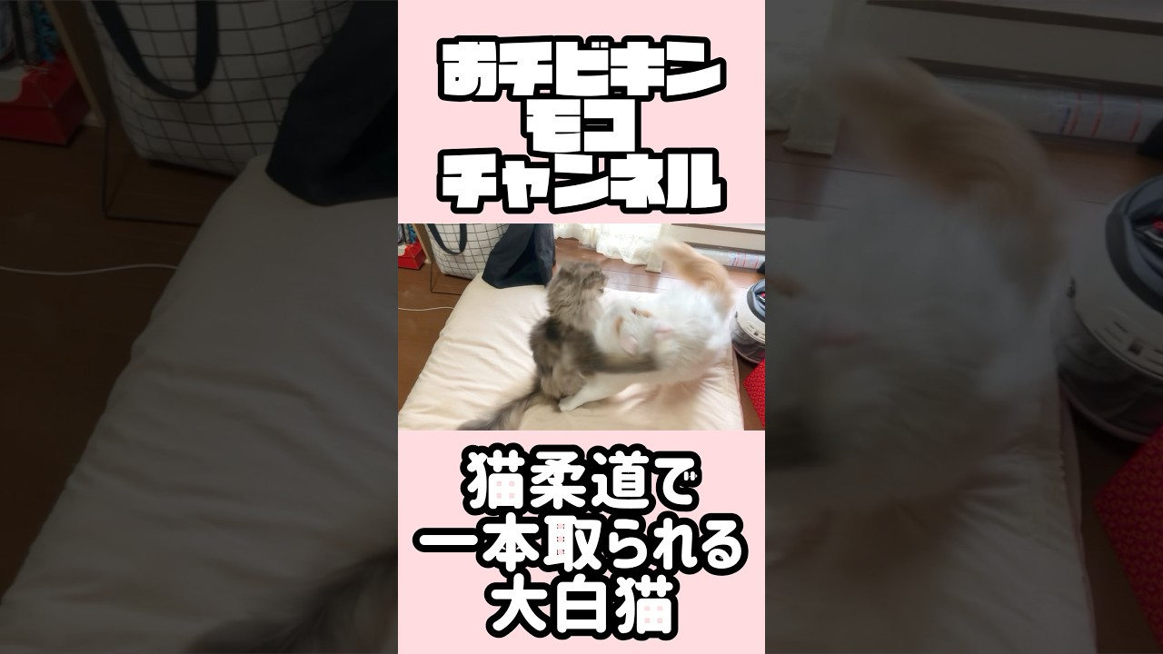 華麗に一本取られる大白猫 #ラガマフィン #ターキッシュアンゴラ #ターキッシュバン #メインクーン