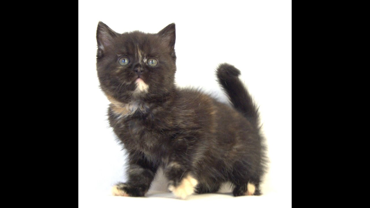 ブリティッシュショートヘアー子猫　British Shorthair　2025.3.20産まれ　トーティーシェル　錆び猫　サビねこ　女の子　シーダキャット猫のお店