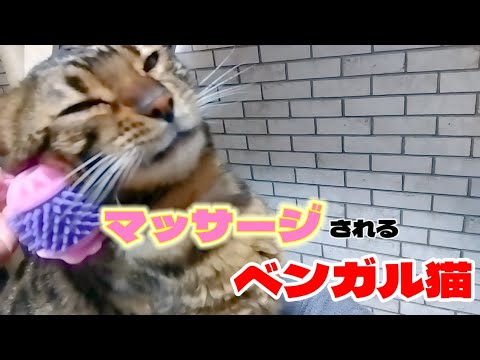 気持ちよさそうにマッサージされるベンガル猫