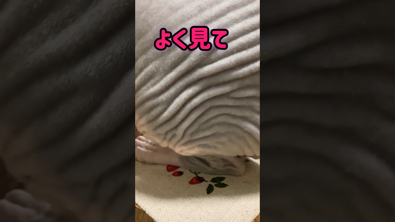 ㊙️毛の少ないお父さんも知らないスフィンクス猫の秘密#shorts #cat #猫 #猫のいる暮らし #sphynx