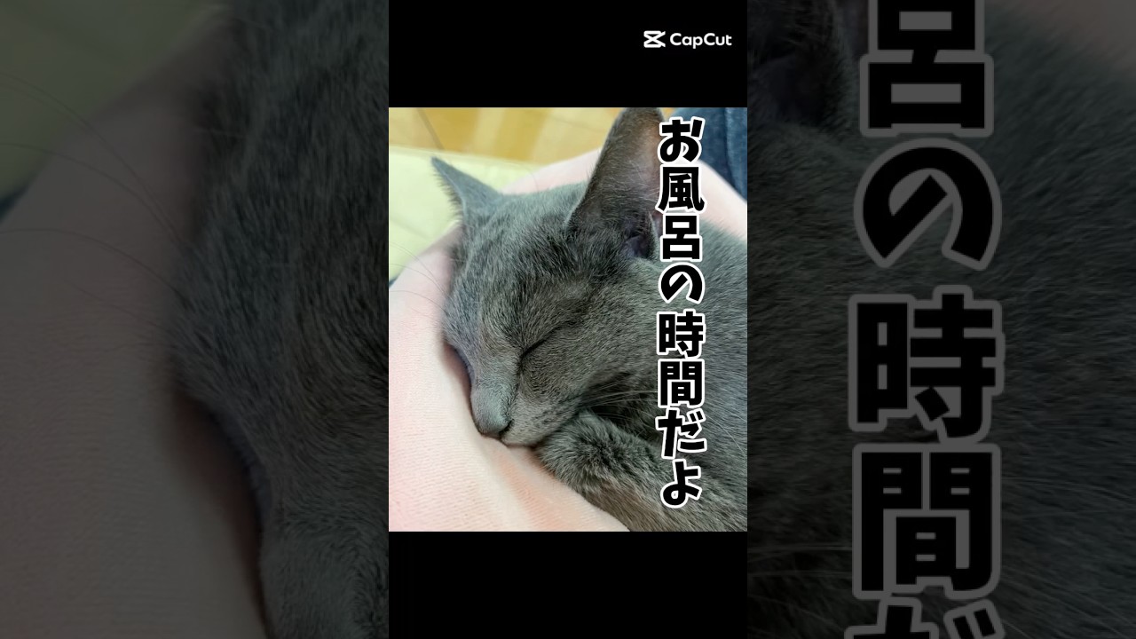 【猫ロシアンブルー】そらちゃん❤️お風呂の時間だよ❤️ #shorts #russianblue #ロシアンブルー #かわいい猫 #可愛い猫