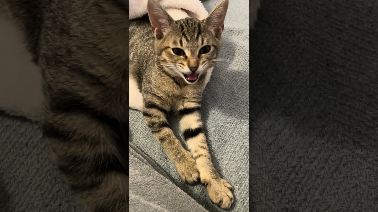 #532 子猫の可愛いお返事 生後３ヶ月のまろん