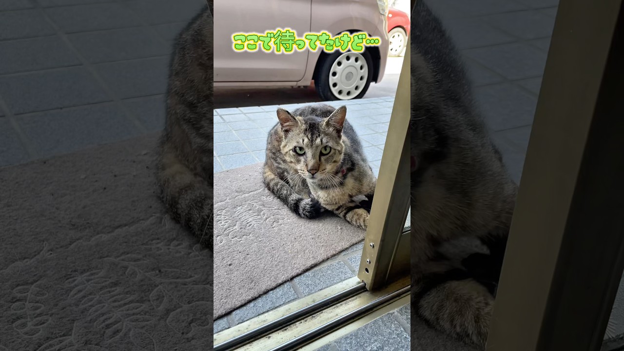 玄関扉の前で待つ野良猫#cat#親子猫