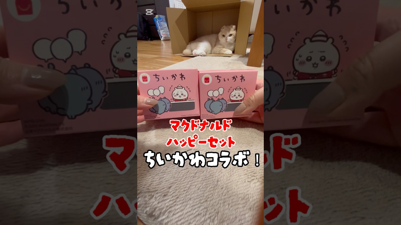 ちいかわこらぼ！#猫好きさんと繋がりたい #スコティッシュフォールド