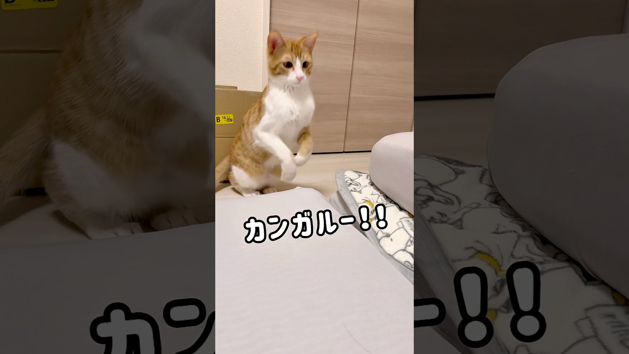 カンガルーみたいなジャンプをする子猫！#猫 #cat