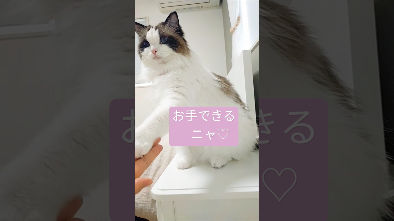 お手できるニャ♡ #お手する猫 #お手 #ラグドール #cat #cat #ragdoll #猫 #funny #cute #かわいい猫 #かわいい猫 #猫のいる暮らし #はちわれ猫