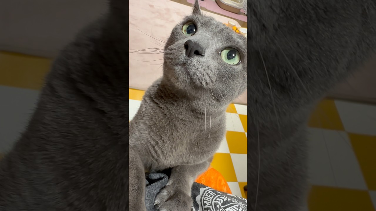 【ロシアンブルー】めろん必死すぎるおねだり🫢【猫】#shorts