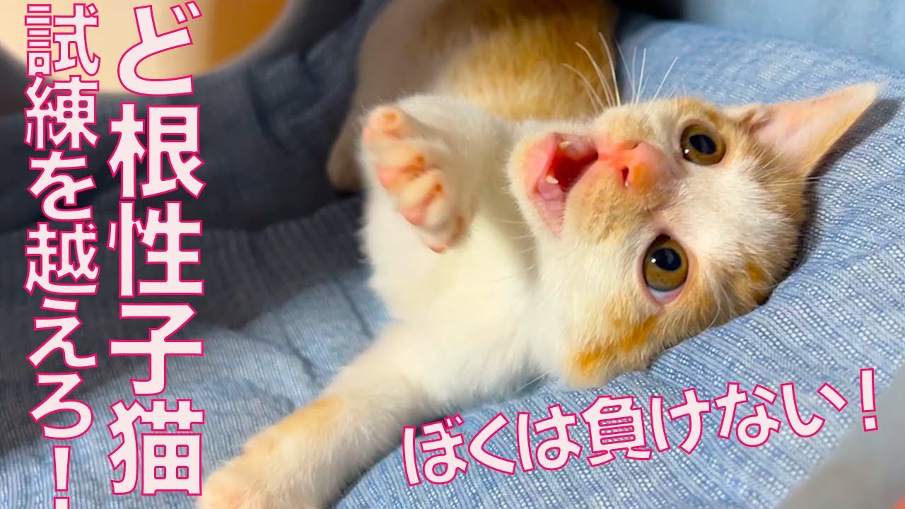 出遅れど根性子猫、次の試練を乗り越える The kitten overcame the next ordeal.