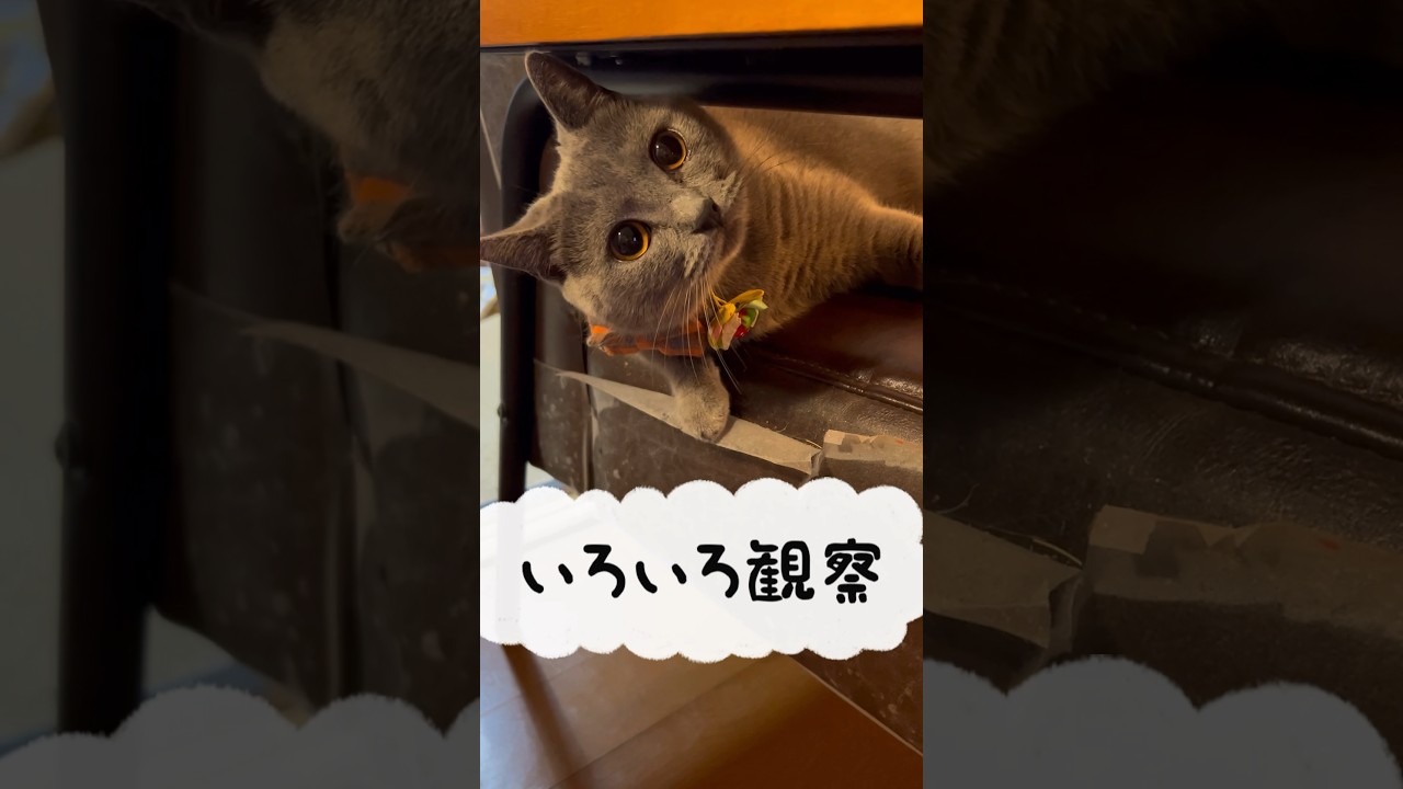 ソファの季節のつむやま〜【シャルトリューつむやまの冷たいソファの季節だね日記】 #ねこ #シャルトリュー #chartreux #猫好きさんと繋がりたい #ニトリ #ニトリソファ #猫のいる暮らし