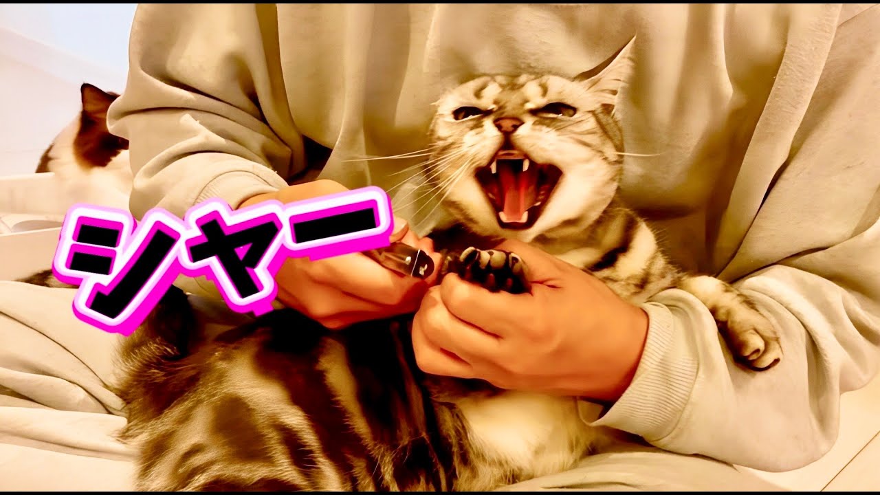 【猫の爪切り】アメショとラグドールの性格が正反対すぎる😈