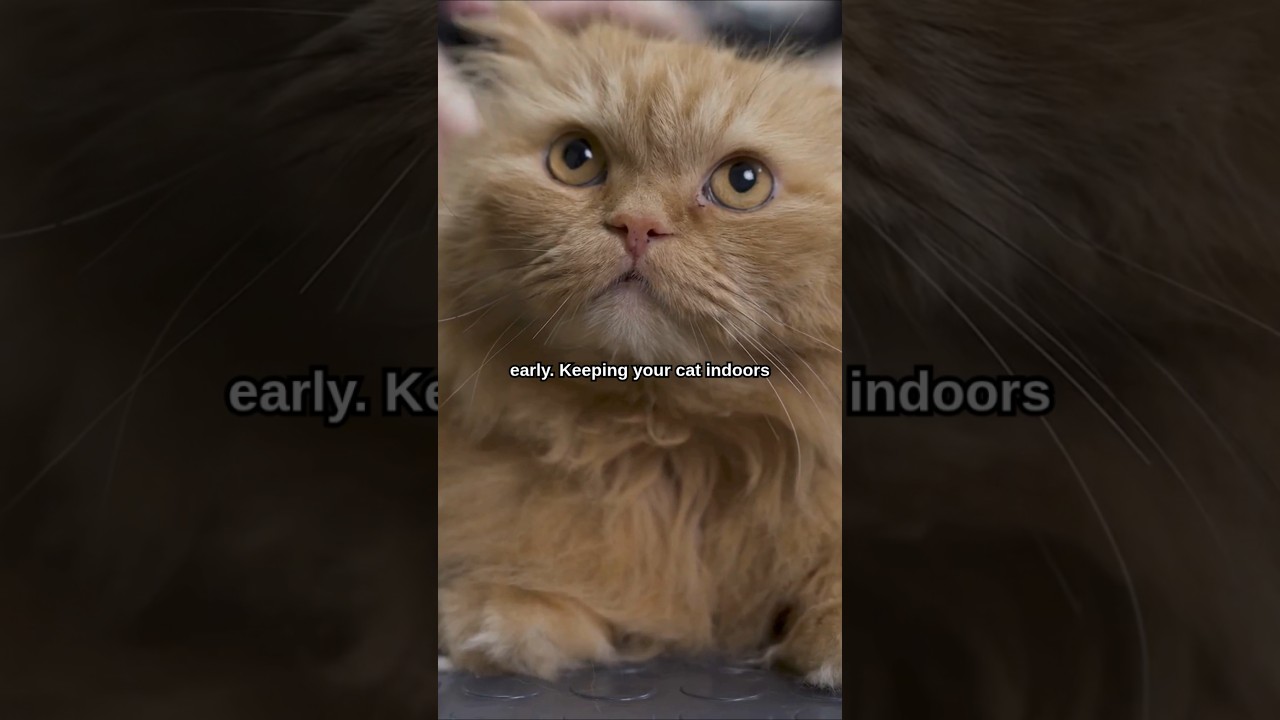 HOW to Make Your Cat Live OVER 15 Years! 🐈 #shorts #cat #cats #pet #pets