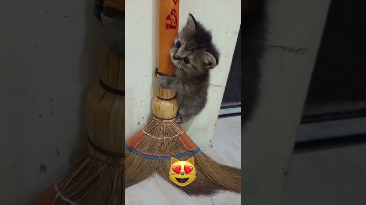かわいい子猫ちゃん❤️🤭😍