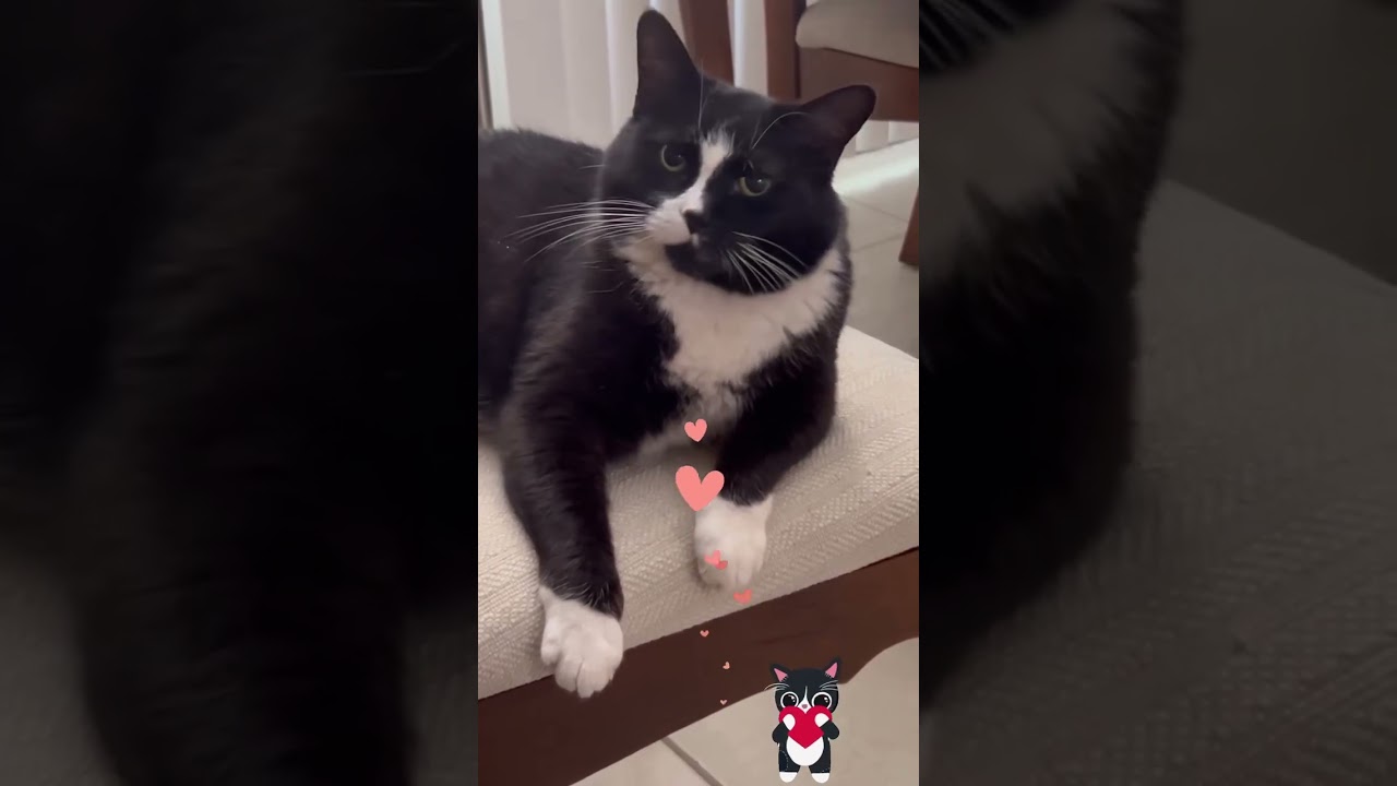 TUXEDO CAT FOUND ME!❤️😻🎉🙏🐾