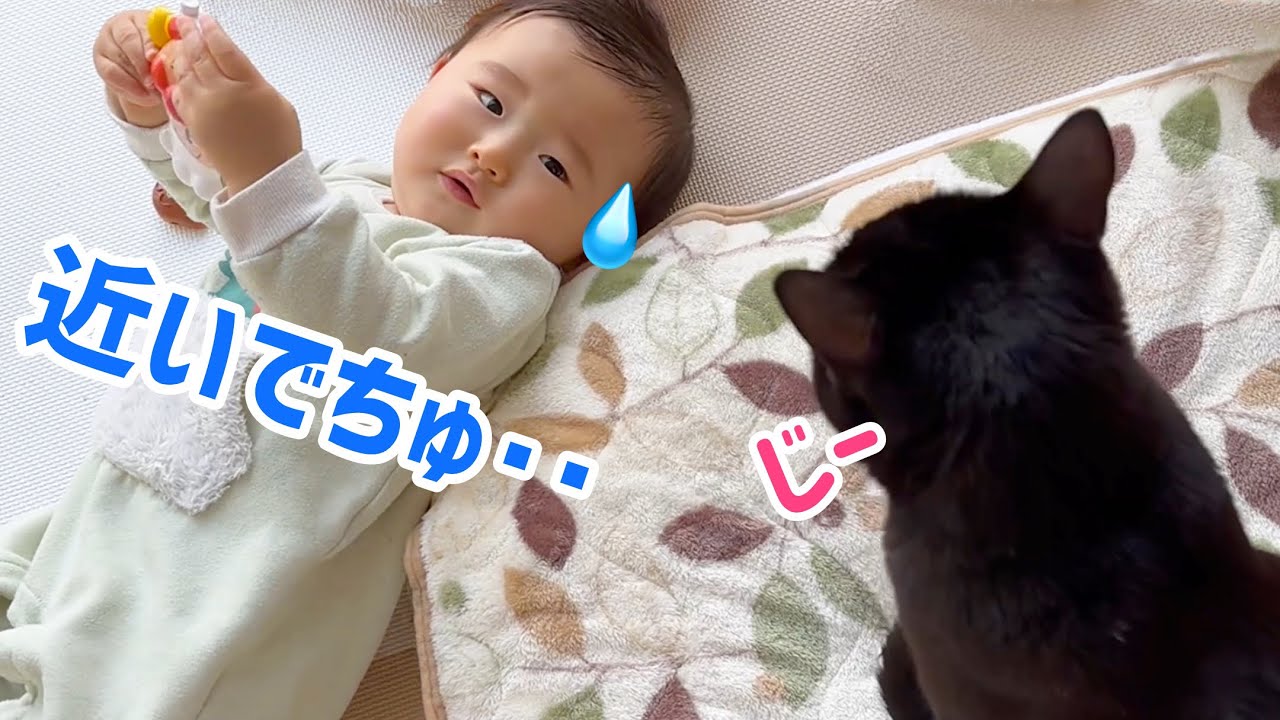 【専属SP】大好きな赤ちゃんを見守る黒猫の愛💕✨