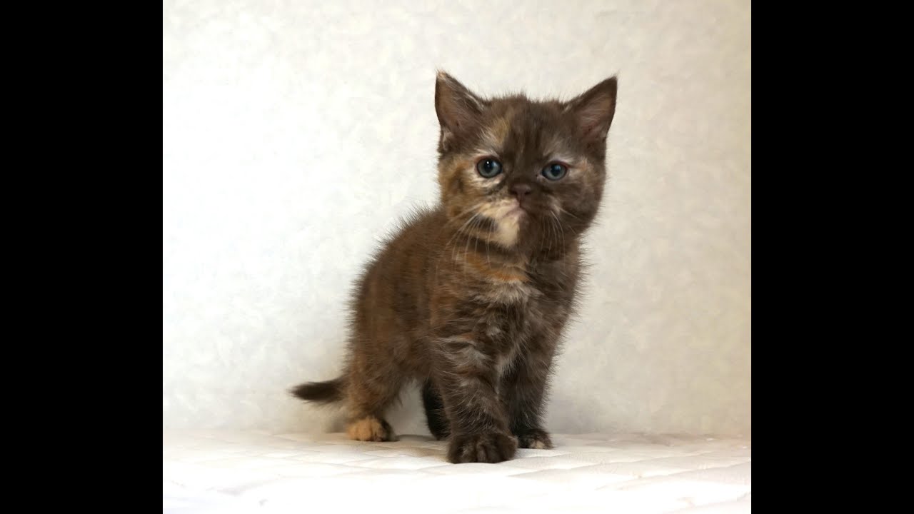 ブリティッシュショートヘアー子猫　British Shorthair　2025.3.20産まれ　チョコトーティー　女の子　シーダキャット猫のお店