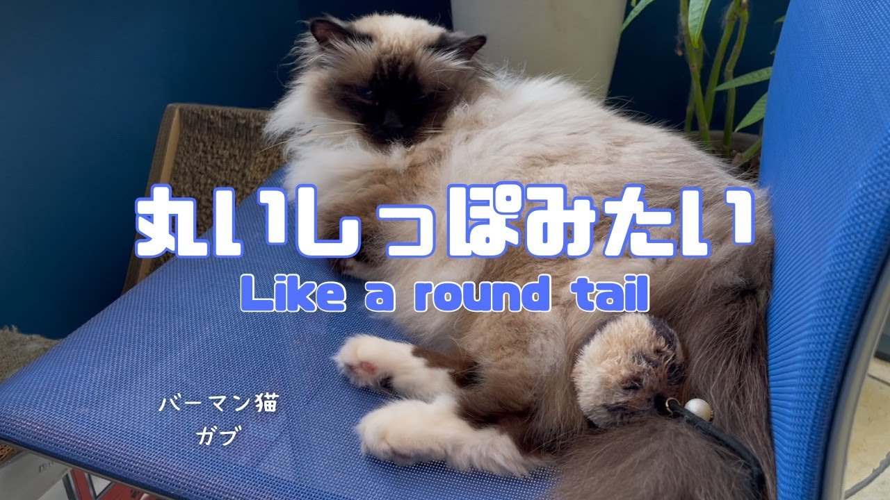 バーマン猫ガブ【丸いしっぽみたい】Like a round tail（バーマン猫）Birman/Cat