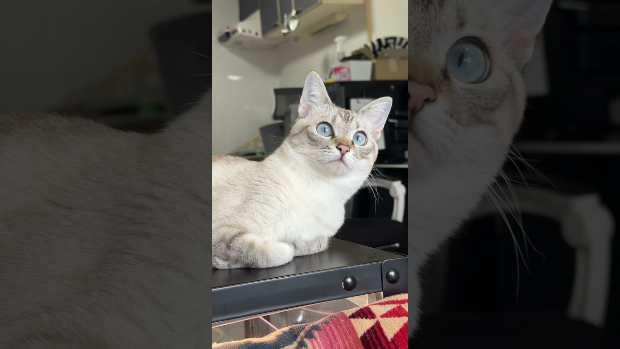 きょろきょろしてなんかいたかい？　#シャムトラ #元保護猫 #シャムミックス  #cat #猫耳 #kitten  #猫耳 #siamesemix