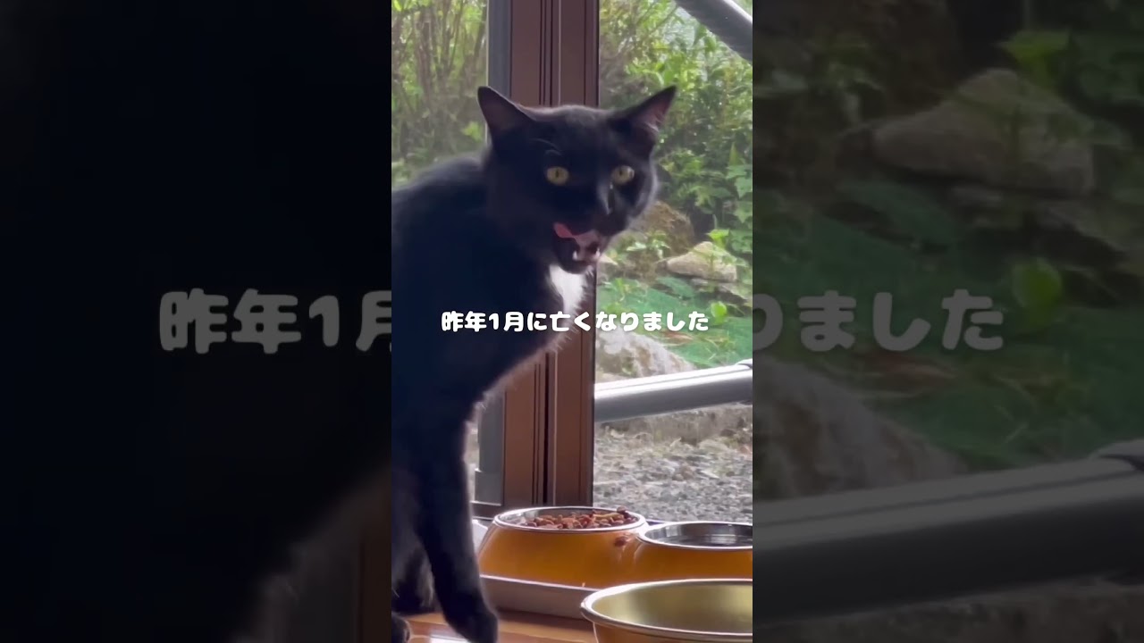 【涙腺注意】10年以上、母を見守り続けた猫の物語🐾#cat #子ネコ #kitten #好きな子猫 #かわいい #猫のいる暮らし #感動  #cute #保護猫