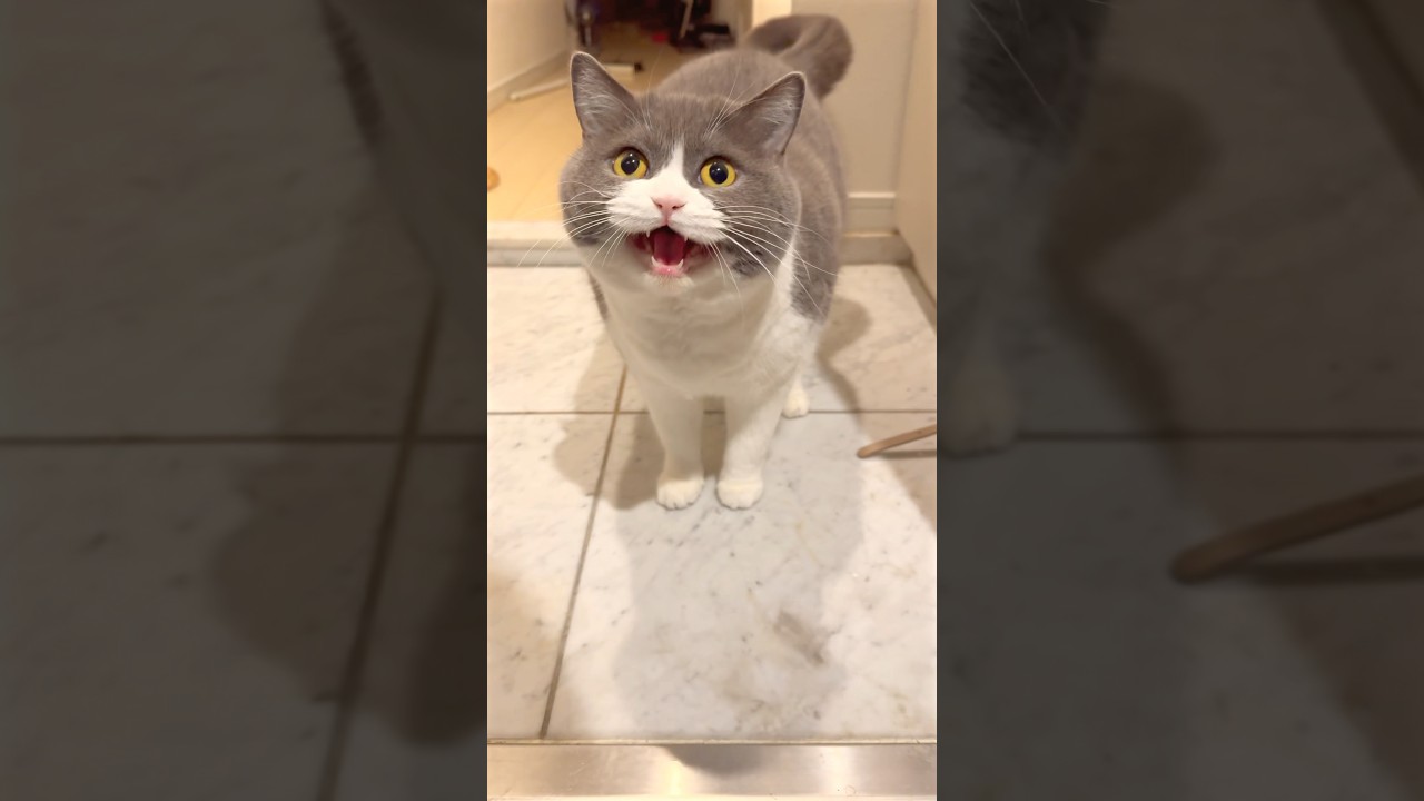 主張強め猫 #猫 #cat #ブリテッシュショートヘアー  #猫の気持ち
