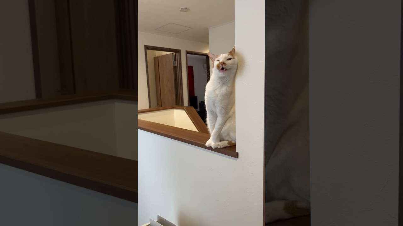 「トイレ掃除ありがとうね」 #cat #日本猫 #保護猫