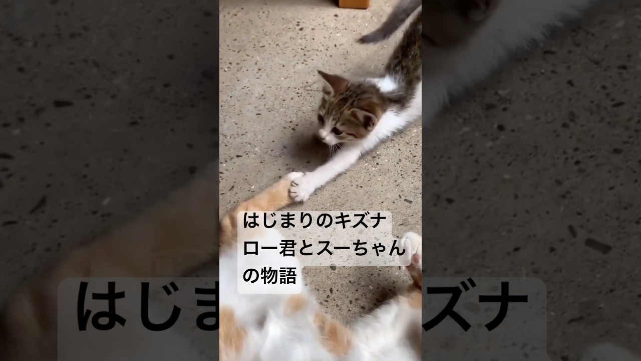はじまりのキズナ〜ロー君とスーちゃんの物語〜 #子猫 #cat #lifewithcats #猫のいる暮らし