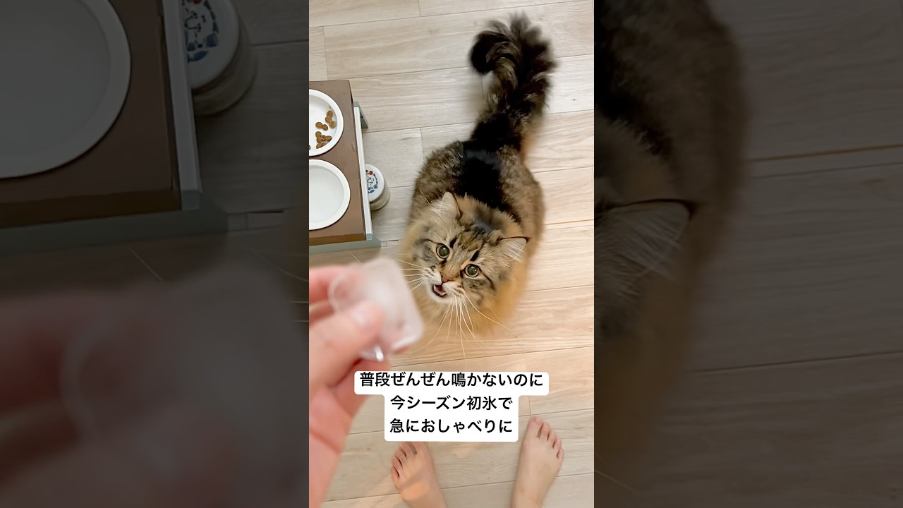 氷だいすきネコたん #猫 #サイベリアン #氷