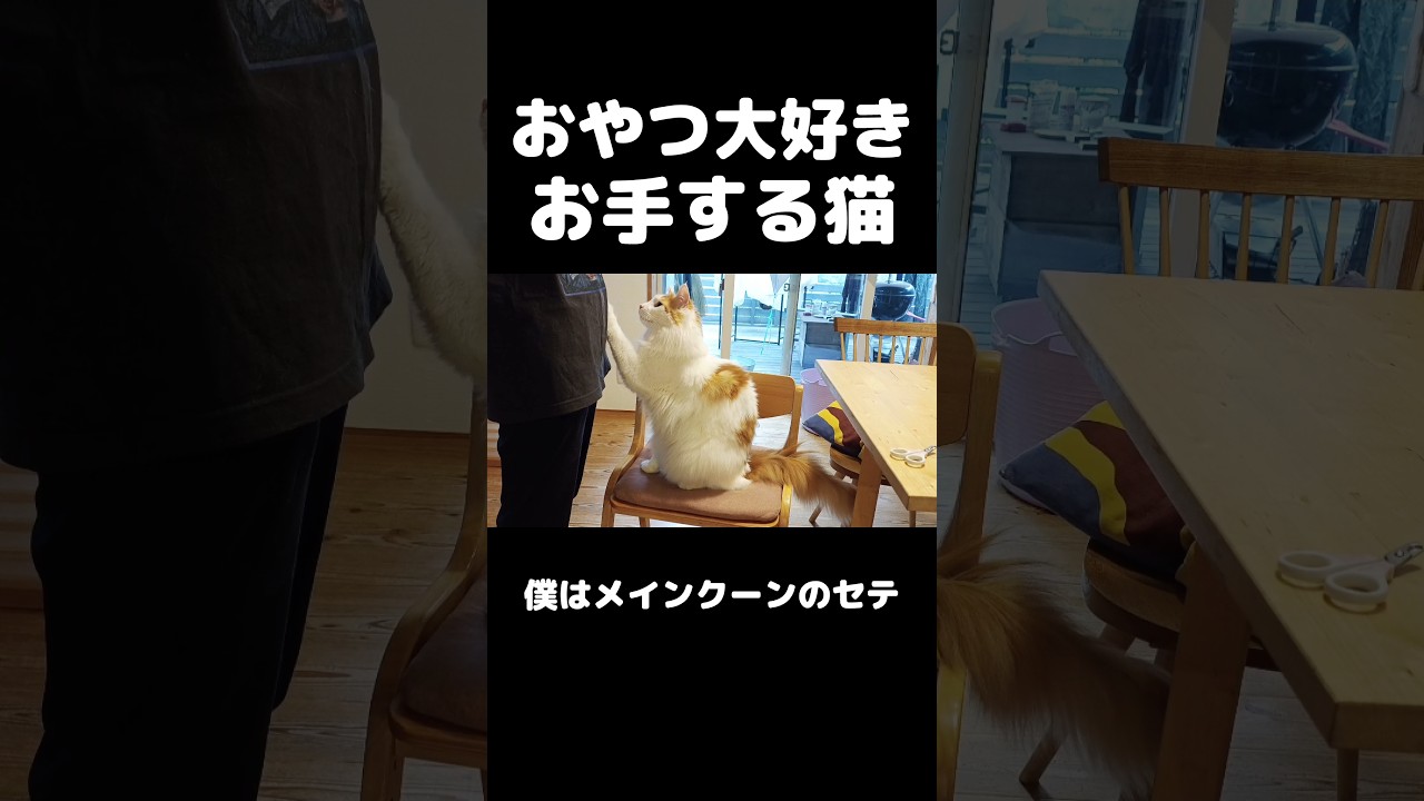 おやつだとお利口な大型猫メインクーン #猫のいる暮らし #猫 #メインクーン