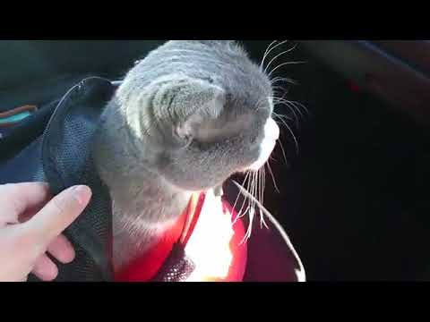 動物病院へ外出 ｜ ブリティッシュショートヘア 猫の小鉄