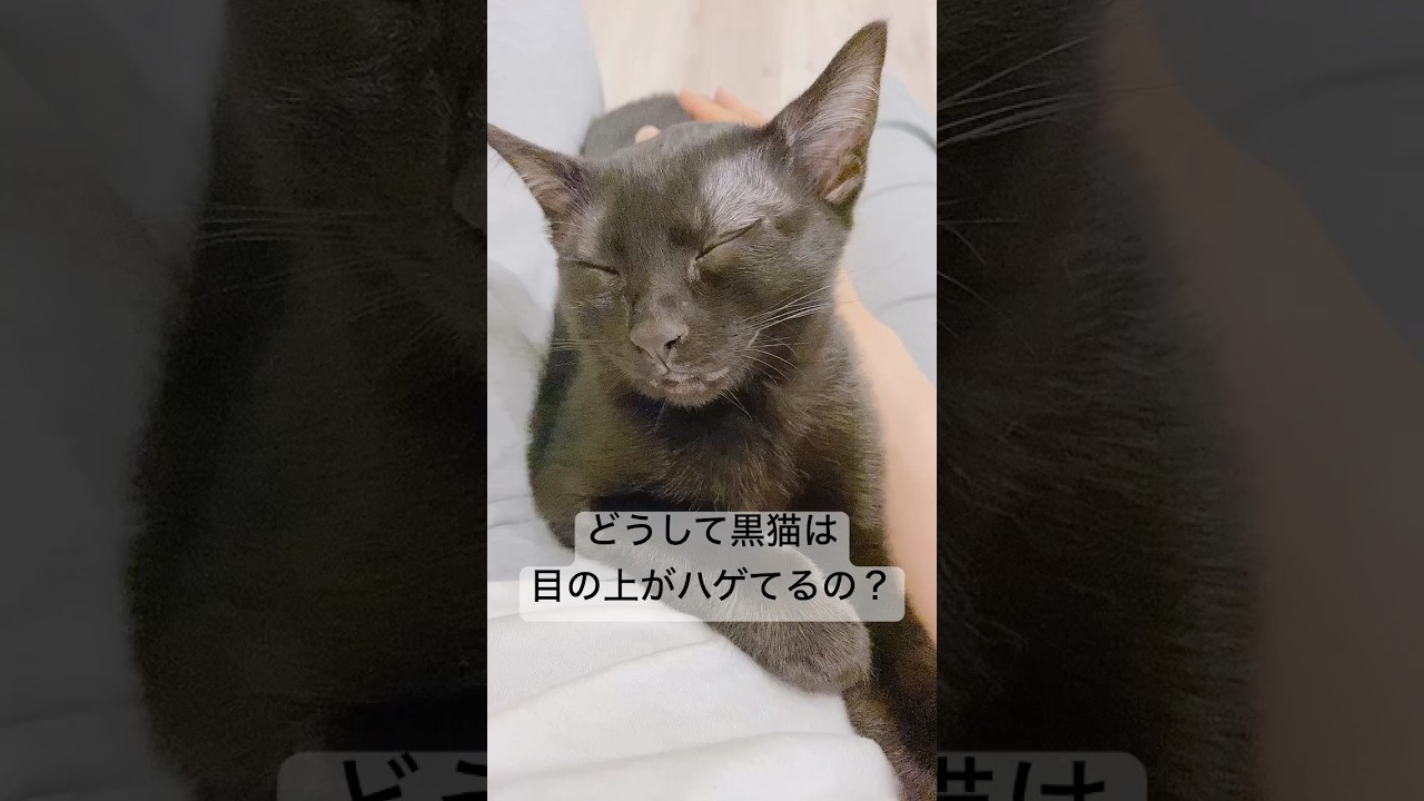 【豆知識】どうして黒猫は目の上がハゲてるの？　#ボンベイ #猫 #猫のいる暮らし #cat #子猫 #bombay #ねこ #黒猫