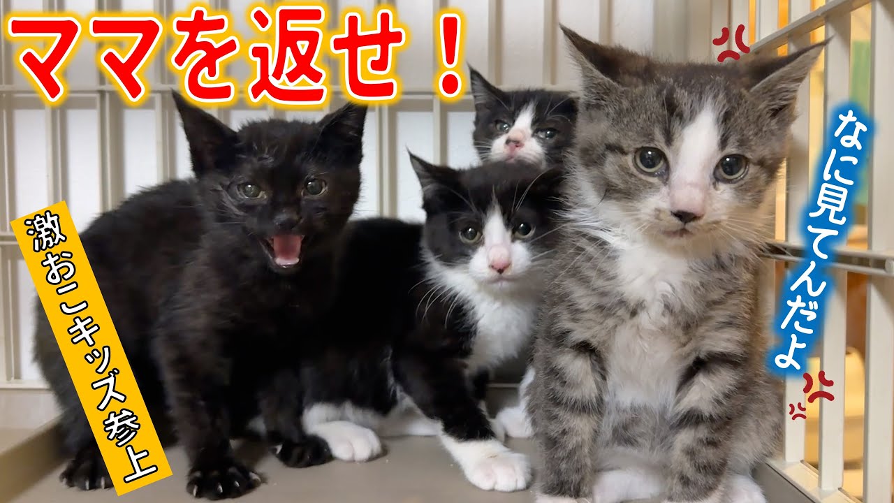 【激怒】新たな子猫と母猫がやってきた…！しかも、とろろの…