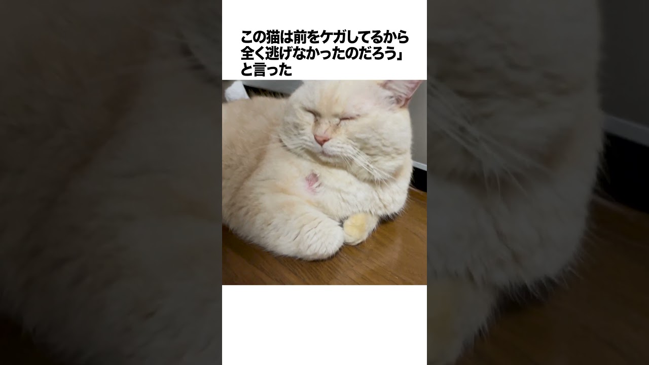 元野良ボス猫ニャーゴ伝説⑤