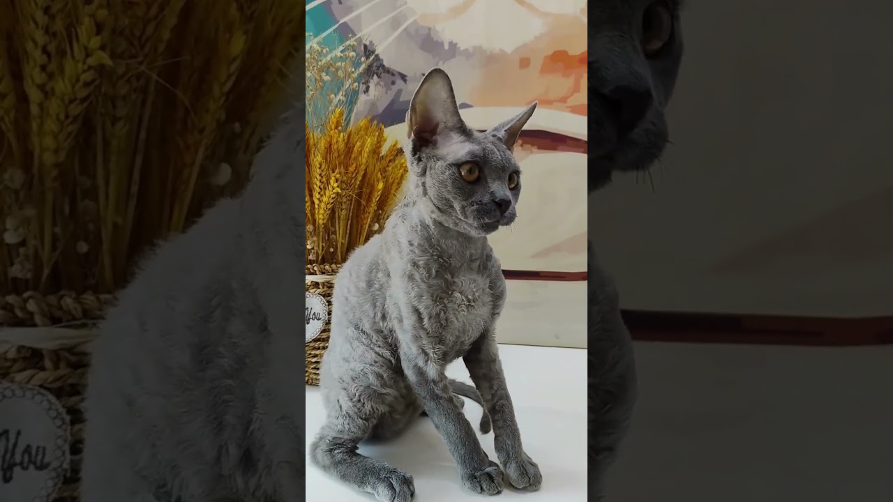 3 Devon Rex Facts