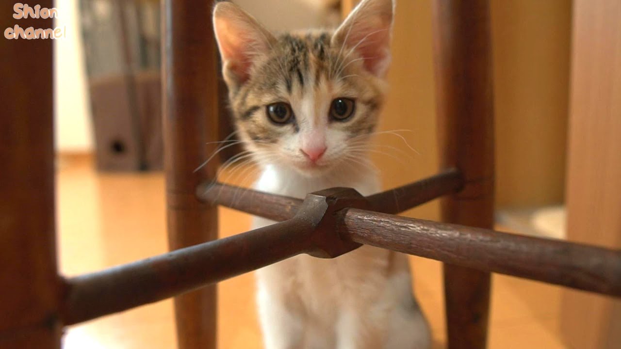 【生後54日】トラブル連発💦朝から暴走する子猫たちをご覧ください