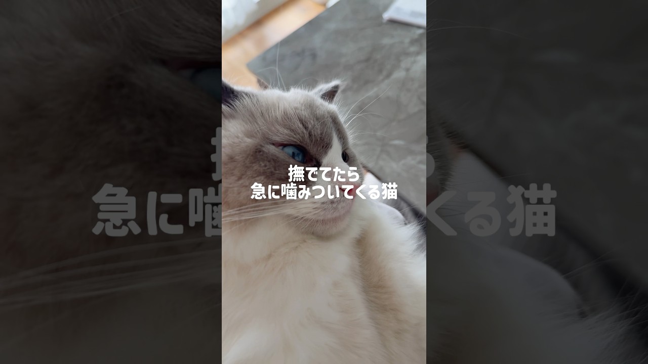 怖すぎ😩 #ラグドール #ブルーポイントバイカラー#ラガマフィン #子猫 #猫 #猫のいる暮らし#猫のいる生活 #ねこのいる生活 #ハチワレ#噛み癖