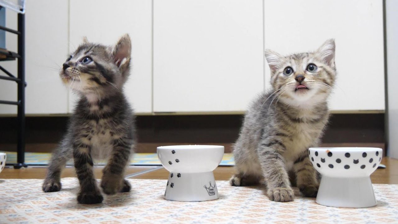 ご飯の供給源を発見した子猫たち【赤ちゃん猫　保護猫】