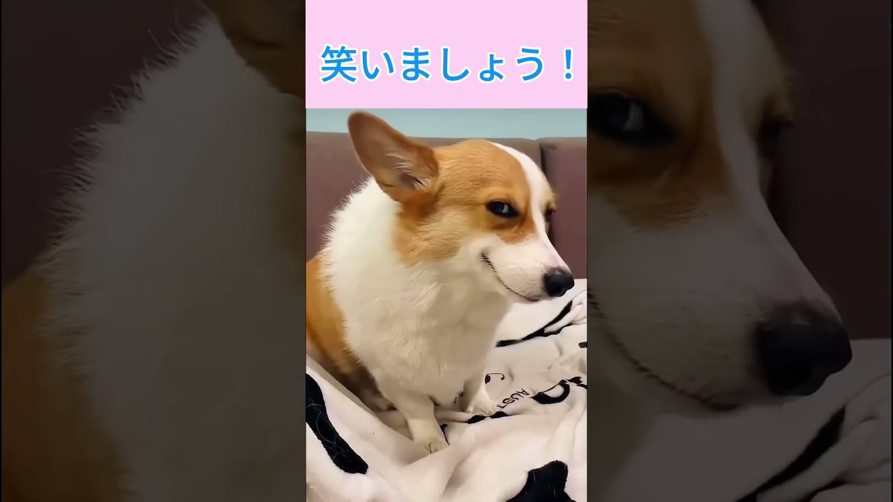 笑いましょう！#shorts #猫 #cute #犬