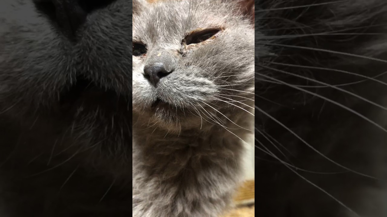 本日のラパーマのリケ
