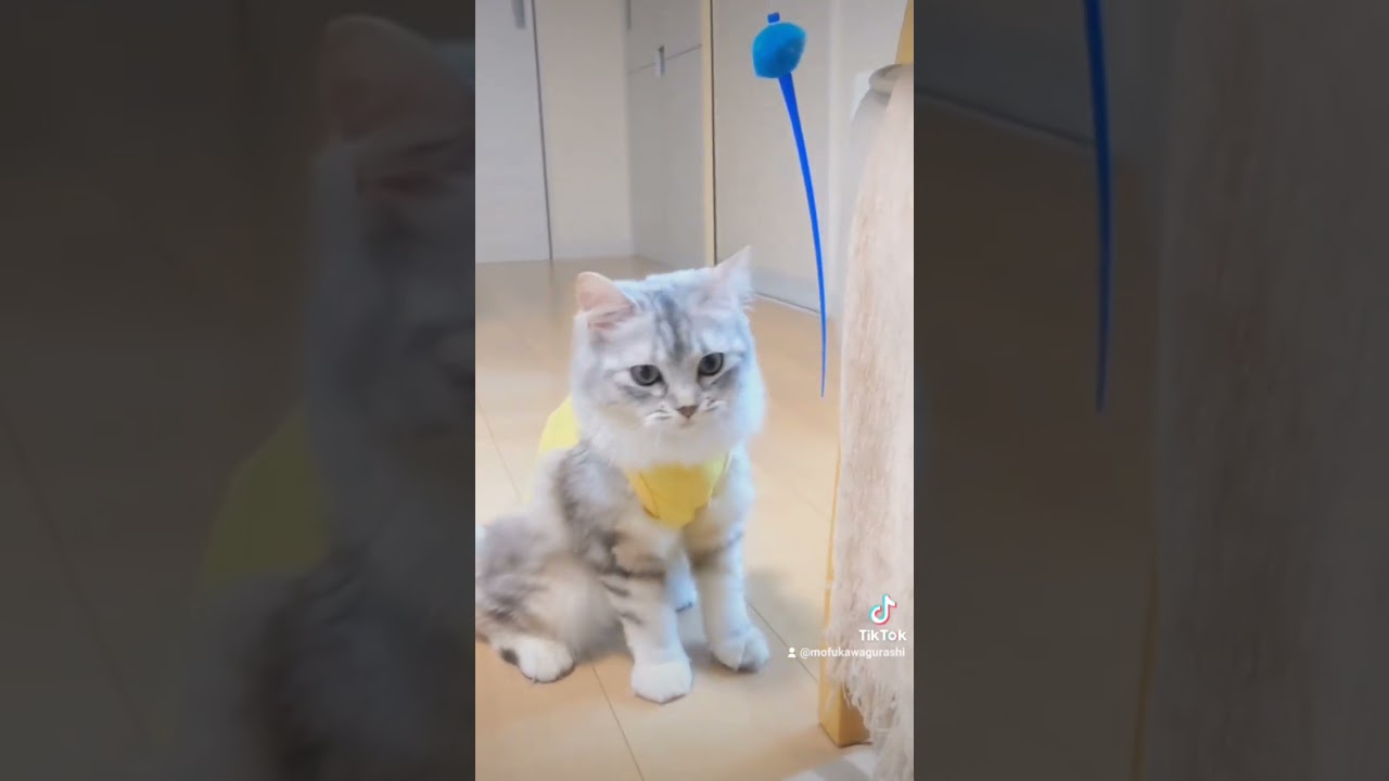 新しいおもちゃに座り立ちで攻撃する猫もふもふ∣ キンカローのルル#shorts#猫のいる暮らし #cat