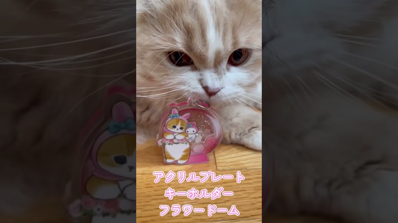 【ガシャポン】mofusand ✖︎サンリオのコラボガチャ#Shorts  スコティッシュフォールド（ほてちゃん）