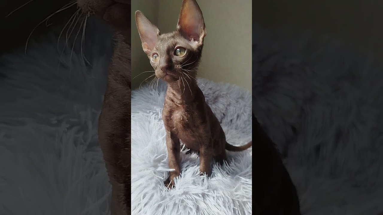 Jessica — Elegant Cornish Rex Lady With Graceful Charm