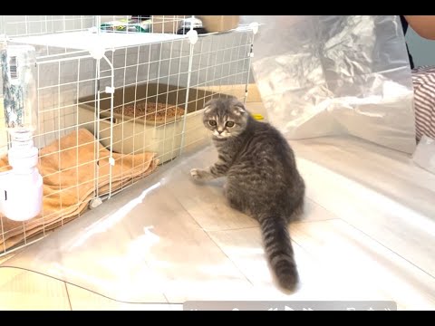 猫砂が散らかり対策しました！！ゲージにビニールを貼るだけですが笑