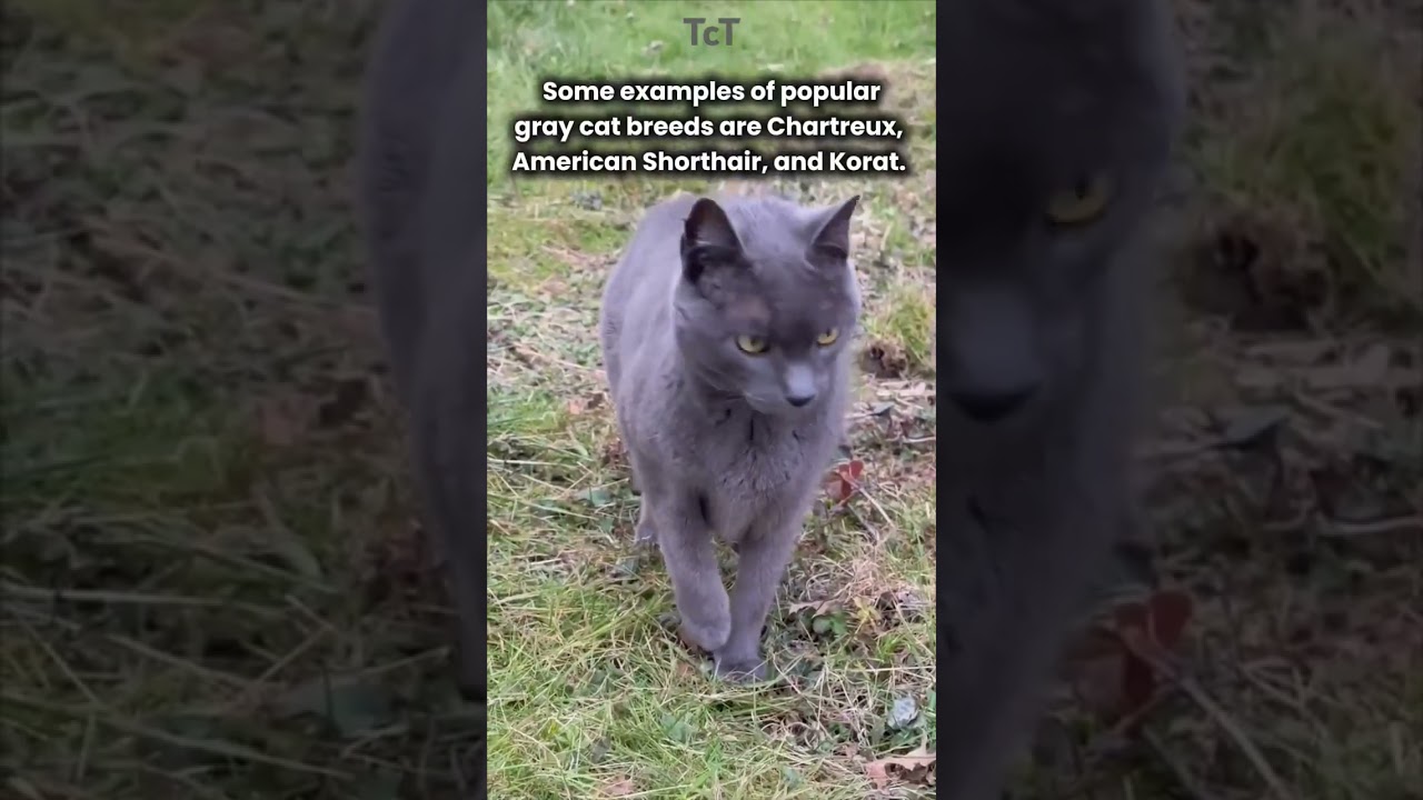 Another name for a grey cat. #new #trending #shorts #shortsfeed #shortsviral #shortvideo #cat #fyp
