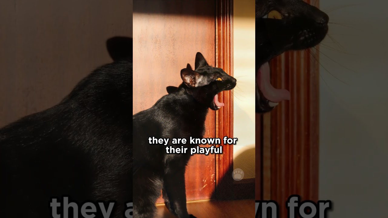 All-Black Beauty: The Bombay Cat #cats