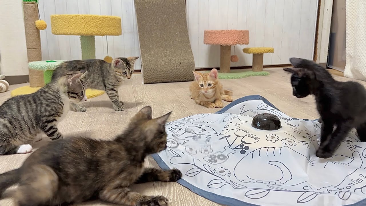 新しいおもちゃに大興奮！ボフボフしっぽではしゃぐ子猫【ラプ保護物語】Kittens having a blast with their new toy.