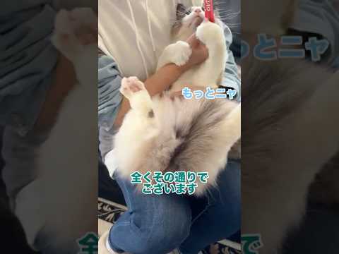 何よりもちゅーるを優先する猫　#猫 #cat #ラグドール