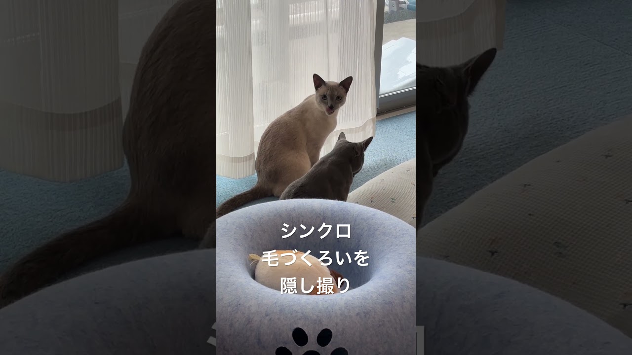 可愛すぎる食後のお手入れ #あおそら #cat #ロシアンブルー #猫のいる暮らし