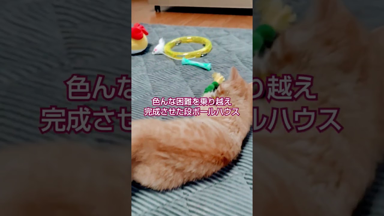 段ボールハウスの巨匠 #ピアノ #music #ドラミちゃん#子猫#ちゃーちゃんねる #保護猫 #茶トラの女の子 #cat