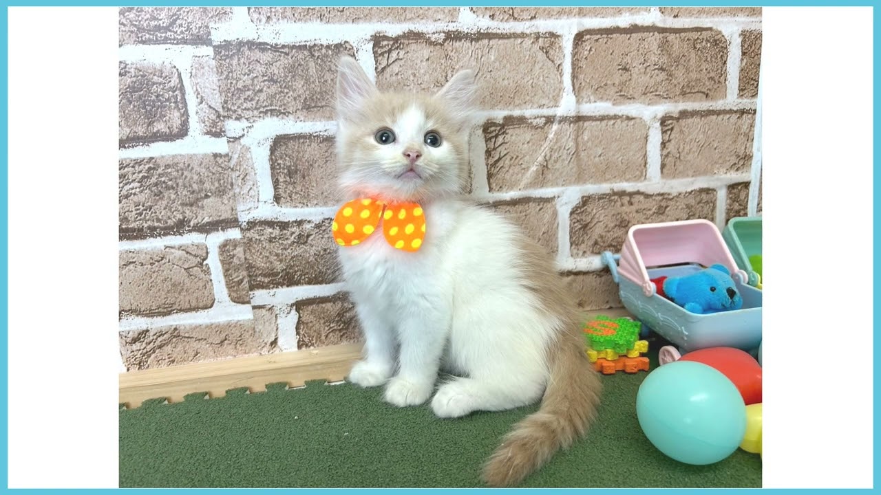 719507 ノルウェージャン・フォレストキャット