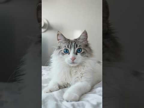 🐾 Top 5 Largest Cat Breeds in the World! 😺✨ | Pet Kairo #catbreeds #shorts #shortvideo