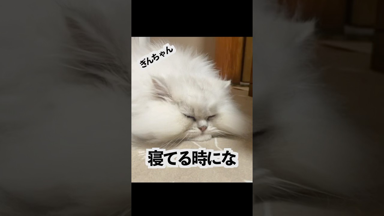 寝てる時にな、寝てんのーって言うてくるやん？#ペルシャ猫 #猫好きさんと繋がりたい #cat #長毛種 #猫